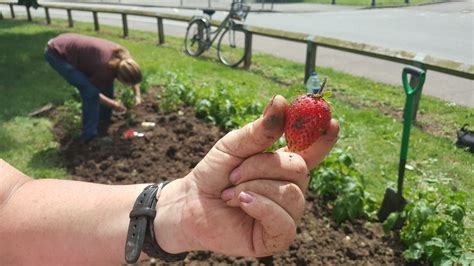 Incredible Edible Gardening Project – Heart of Pitsea