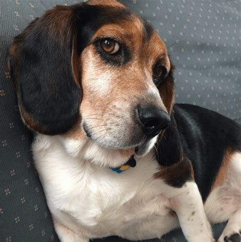 My Beagle Basset Hound Mix Rbeagle