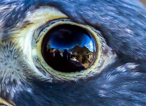 Eye of the Falcon | Shutterbug