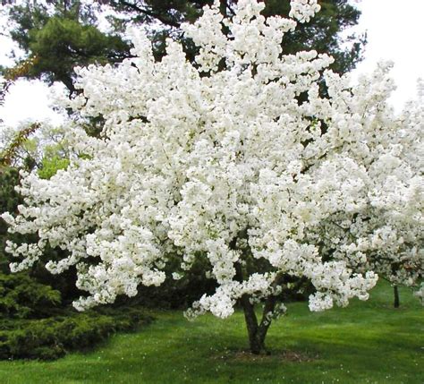 David Crabapple — Affordable Trees