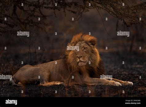 Lion Fire Burned Destroyed Savannah Animal In Fire Burnt Place Lion