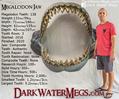 Megalodon Jaw - Fossil Megalodon Shark Jaw - For Sale