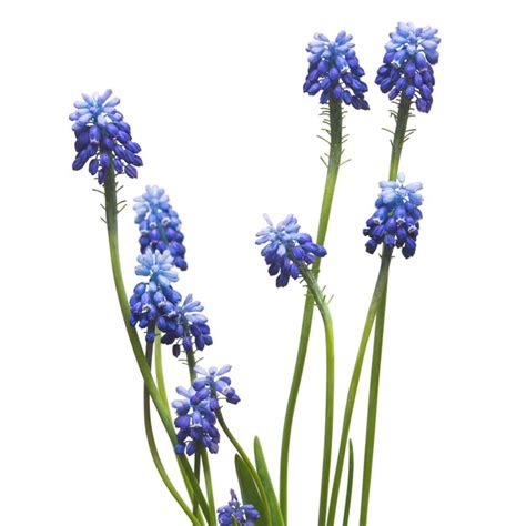 Muscari Flores Jacinto De Uva Azul Aislado Sobre Fondo Blanco Concepto