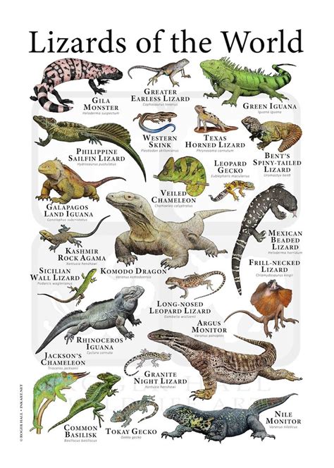 Lizards of the World Poster Print - Etsy | Lizard, Lizard species ...