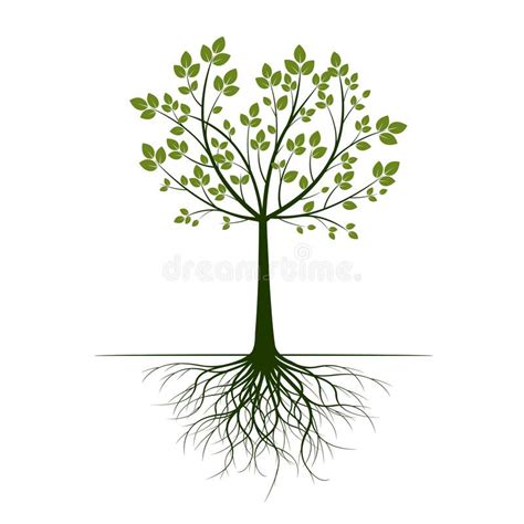 Arbre Vert Avec Des Racines Sur Un Fond Blanc Illustration De Vecteur