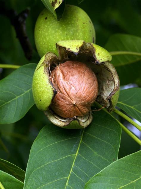 Juglans Regia Forstpflanzen Blaha