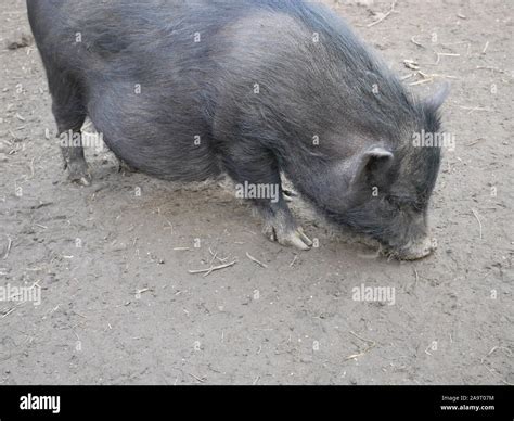 Grey Vietnamese Potbellied Pig On The Soil Background Close Up Stock