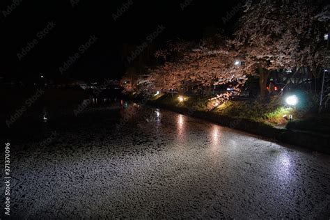 Night sakura (cherry blossom) light up at Matsumoto castle, Nagano, Japan Stock Photo | Adobe Stock