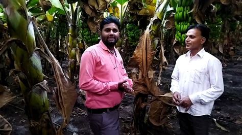 केले की खेती Banana Farming Tritment Youtube