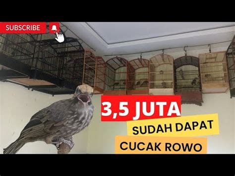 Harga Cucak Rowo Juta Burung Cucakrowo Jual Hit Vlog Trending