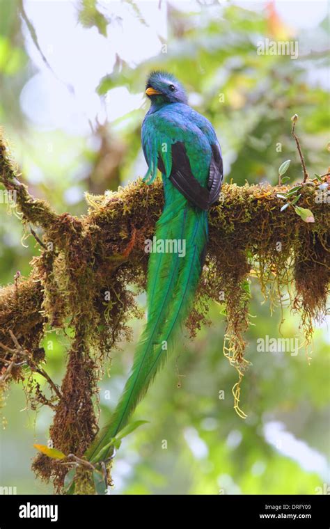 Male Resplendent Quetzal Pharomachrus Mocinno In Costa Rica Stock Photo