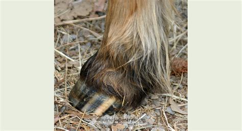 How Appaloosa Patterns Work Part 3 Equinetapestryblog