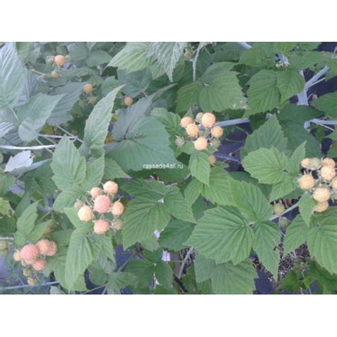 Малина Кумберленд . Купить саженцы в Санкт-Петербурге. Ленобласть