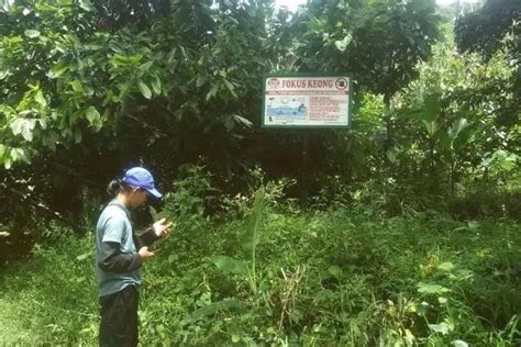 Hanya Ada Di Napu Kabupaten Poso Begini Penjelasan Penyakit Keong