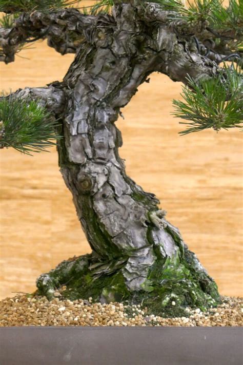 Specimen Japanese Black Pine With Old Bark Greenwood Bonsai Studio