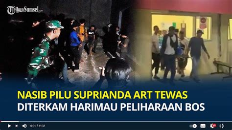 Nasib Pilu Suprianda Art Tewas Diterkam Harimau Peliharaan Bos Saat