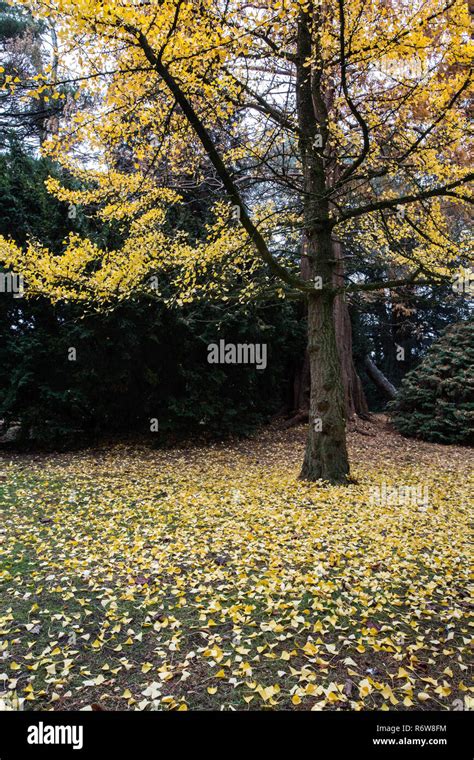 Beautiful Yellow Tree Among The Other Colored Trees In A Colorful Park