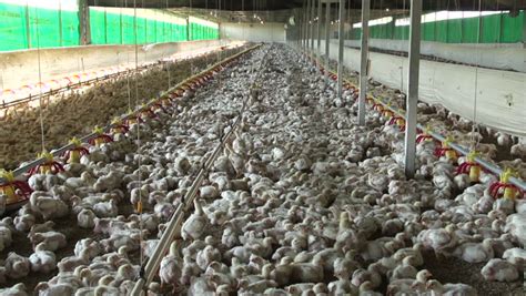 Intensive Factory Farming Of Chickens In Broiler Housessouth Africa