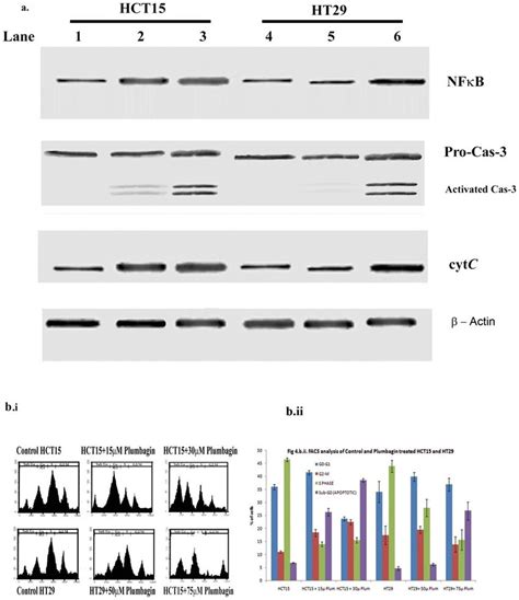 Plumbagin Induces Apoptotic In Colonic Cancer Epithelial Cells A