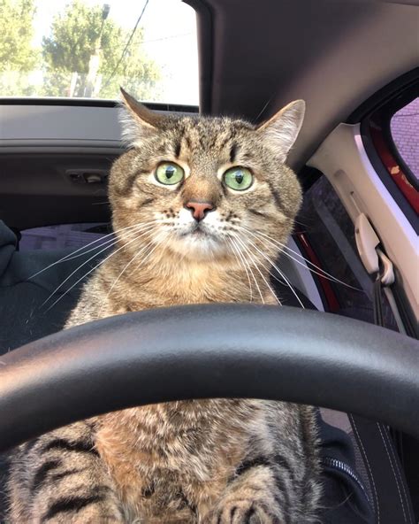 Stepan the Cat Driving | Stepan the Cat | Know Your Meme