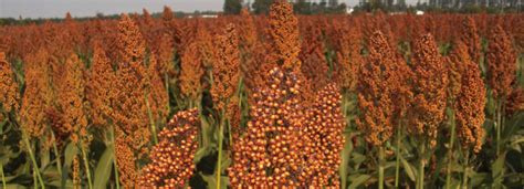 Grain Sorghum Variety Test Data College Of Agriculture Forestry And