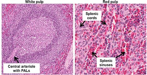 Spleen Histology Labelled