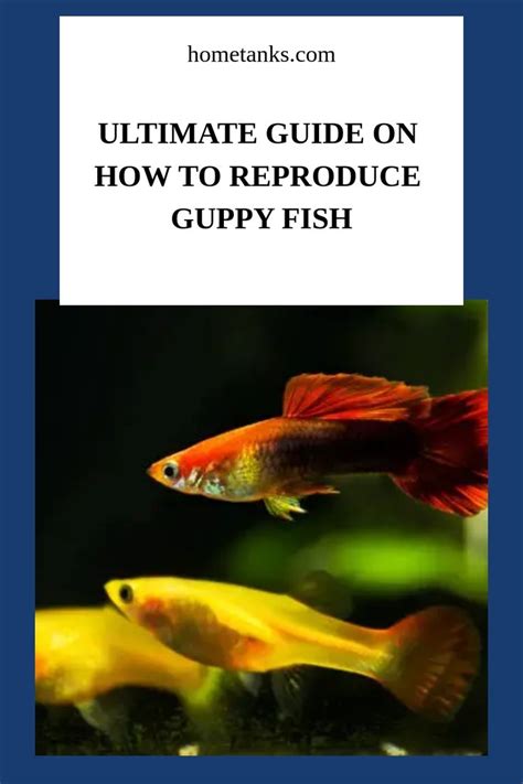 The Ultimate Guide On How To Reprodce Guppy Fish