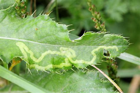 Leaf Miner Fly Phytomyza BugGuide Net