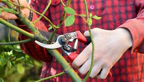 Обрезка роз: как правильно обрезать, схемы и как формировать, пошаговая ...