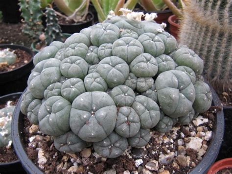 Lophophora Williamsii Devils Root Divine Cactus Dumpling Cactus Mescal Mescal Buttons