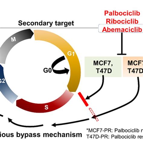 A Schematic Figure Demonstrating The Escaping Palbociclib Resistant Download Scientific