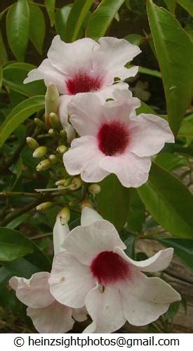 BOWER VINE | Seeds, Native Seed