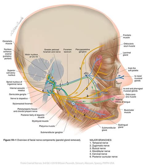 Nervo Facial Cabe A E Pesco O Anatomy Head