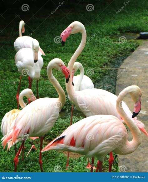 Flamingo in nature habitat stock image. Image of exotic - 121088305