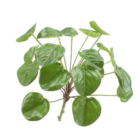 Arbusto de imitación Pilea Peperomioides Fabricante de plantas y