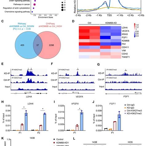 Kdm6b Promotes Ldha Expression Through Direct Regulation Of H3k27me3