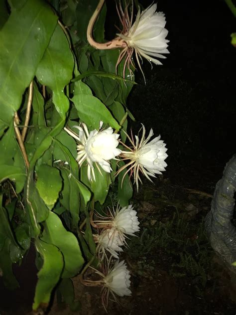 Cereus Night Blooming Cactus - Etsy