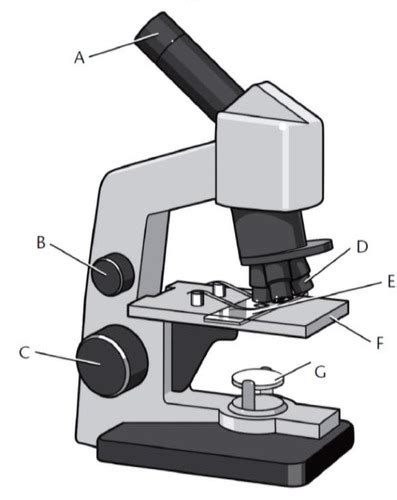 Light Microscope Parts Flashcards Quizlet