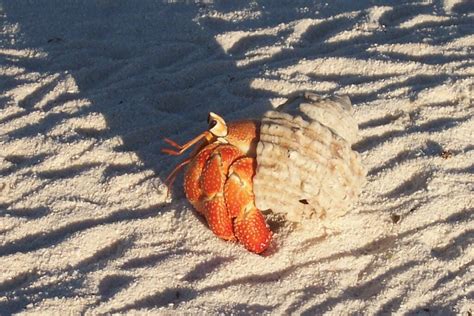 All You Need To Know About Strawberry Hermit Crab Coenobita Perlatus