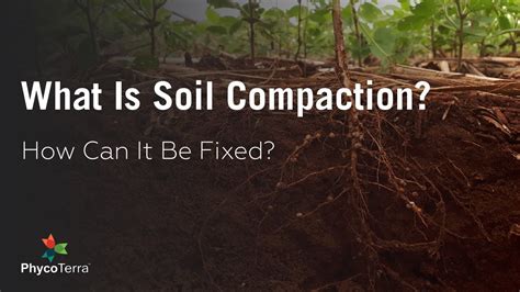 What Is Soil Compaction And How Can You Fix It Phycoterra Is The