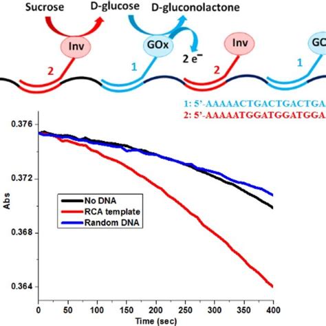 A Assembly Of The Inv GOx Enzyme Cascade On A DNA Template Generated