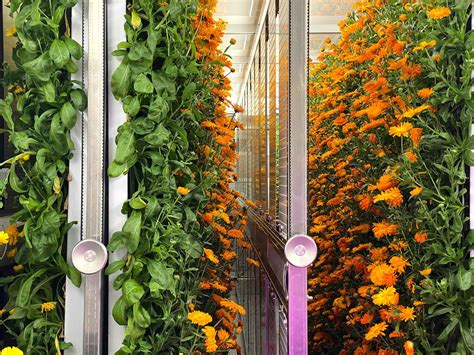 Maximizing space in the Greenery S with vertical farming – Freight Farms