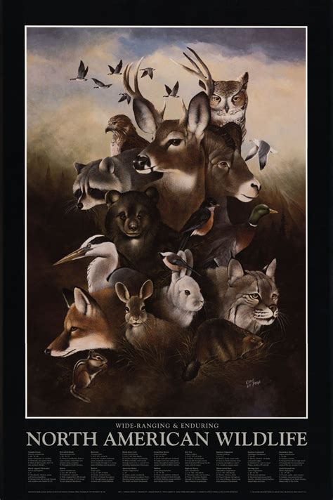 North American Wildlife Posters Cabin Art Charting Nature