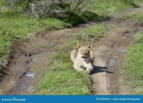 Lion cub, South Africa stock photo. Image of woodland - 94955950