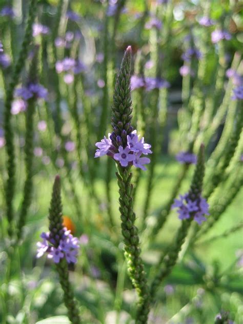 Free Picture Nature Leaf Summer Flower Flora Herb Plant Lavender