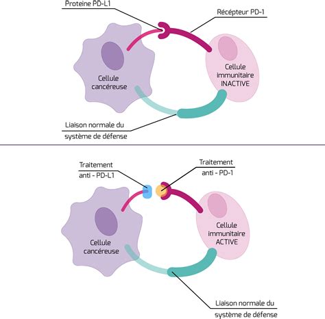 Immunothérapie mode daction Thérapies ciblées et immunothérapie