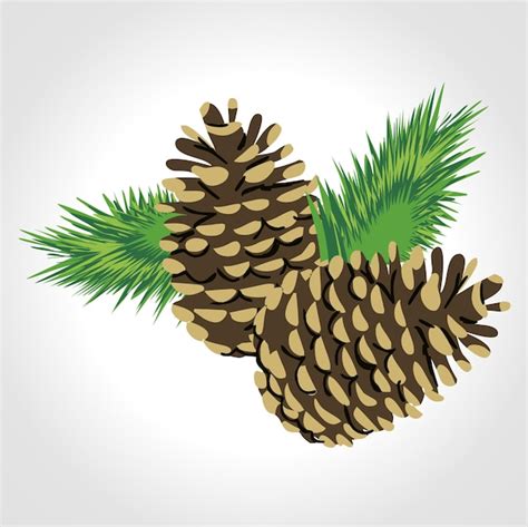 Premium Vector Pine Tree Cone Branch Isolated Vector Illustration