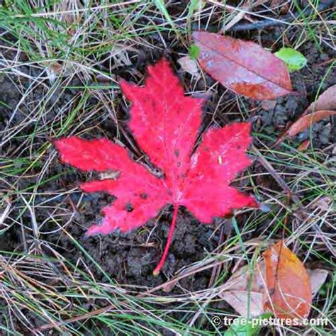 Tree Pictures Maple Tree Leaf