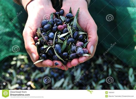 Olives in hand stock image. Image of production, green - 7693401