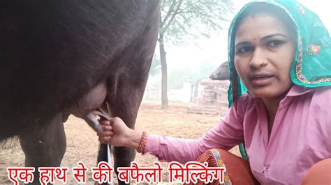 Buffalo Milking By Hand Preetishyorawat